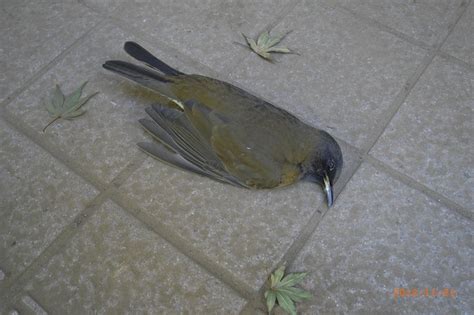 陽台有死掉的小鳥|陽台驚魂：鳥屍處理